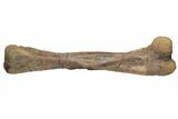 Fossil Hadrosaur (Edmontosaurus) Femur - South Dakota #211084-1